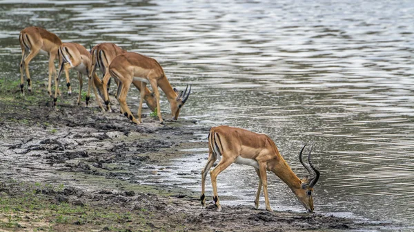 Impala en el Parque Nacional Kruger, Sudáfrica —  Fotos de Stock