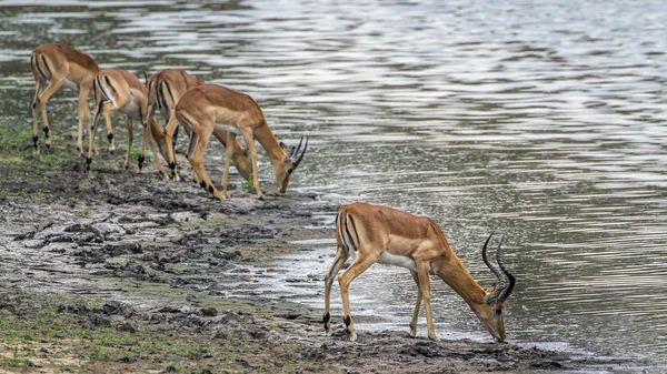 Impala w Kruger National park, Afryka Południowa — Zdjęcie stockowe