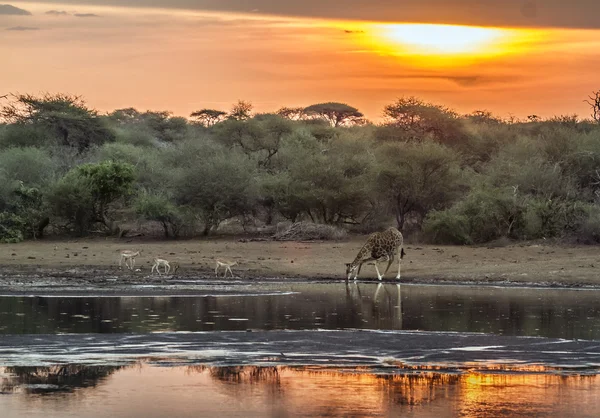Жираф у національному парку Крюгер (ПАР). — стокове фото