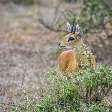 Steenbok Kruger National park, Güney Afrika