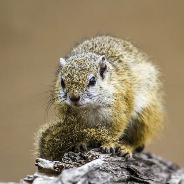 Afrikanisches Buschhörnchen im Kruger Nationalpark, Südafrika — Stockfoto