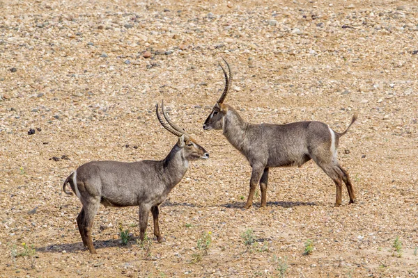 Waterbuck en el Parque Nacional Kruger, Sudáfrica —  Fotos de Stock