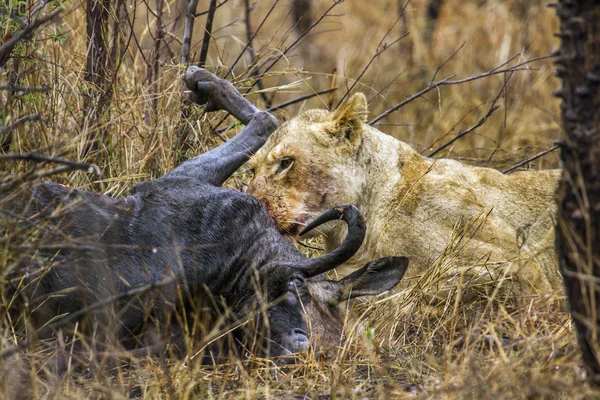 Oroszlán Kruger Nemzeti park, Dél-afrikai Köztársaság — Stock Fotó