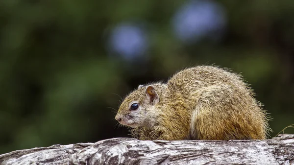 Afrikanisches Buschhörnchen im Kruger Nationalpark, Südafrika — Stockfoto