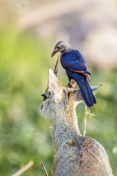 Kırmızı kanatlı Starling Kruger National park, Güney Afrika — Stok fotoğraf