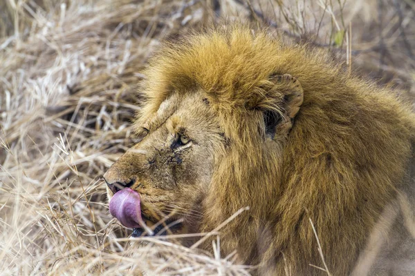 Löwe im Kruger Nationalpark, Südafrika — Stockfoto