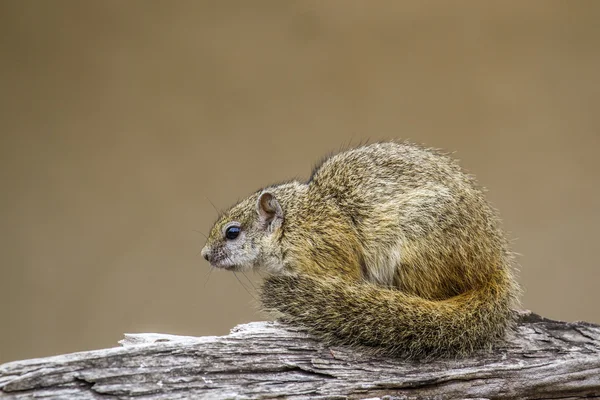 Esquilo de arbusto africano no parque nacional de Kruger, África do Sul — Fotografia de Stock