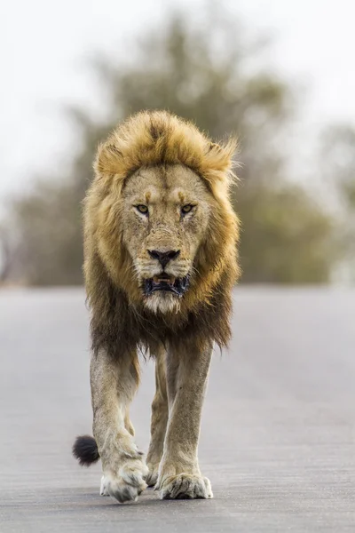 León en el Parque Nacional Kruger, Sudáfrica — Foto de Stock