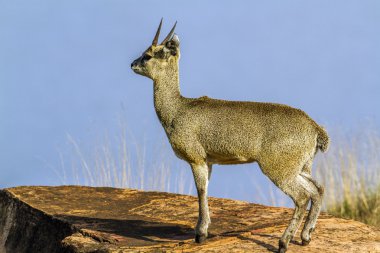 Killspringer Kruger National park, Güney Afrika