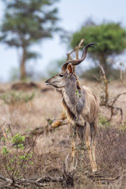Büyük kudu Kruger National park, Güney Afrika