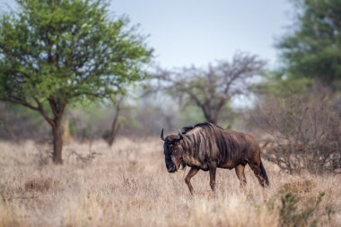 Mavi wildebeest Kruger National park, Güney Afrika