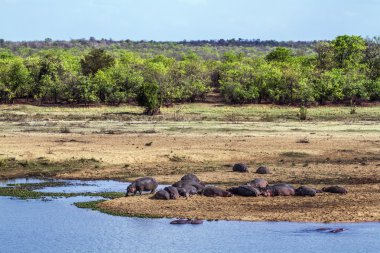 Su aygırı Kruger National park, Güney Afrika