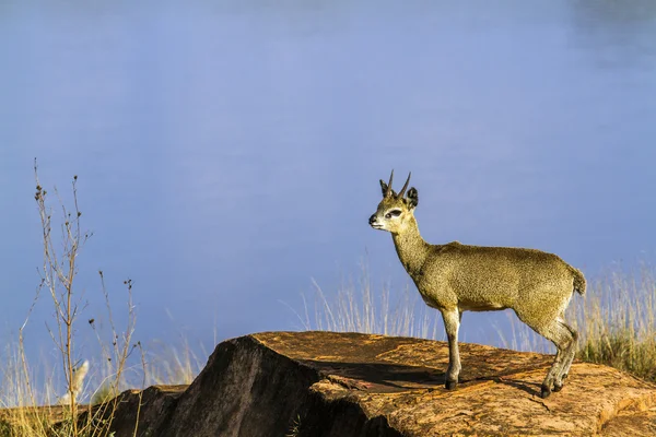 Klipspringer dans le parc national Kruger, Afrique du Sud — Photo