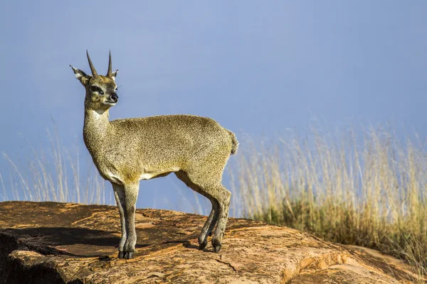 Koziołek skalny w Kruger National park, Afryka Południowa — Zdjęcie stockowe