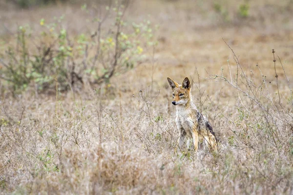 Kara sırtlı çakal Kruger National park, Güney Afrika
