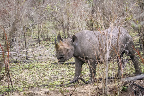 Чёрный носорог в Национальном парке Крюгера, ЮАР — стоковое фото
