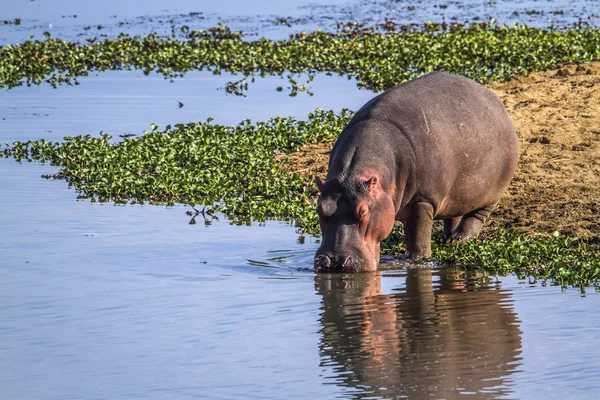 Hippopotame dans le parc national Kruger, Afrique du Sud — Photo