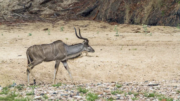 Gran kudu en el parque nacional Kruger, Sudáfrica —  Fotos de Stock