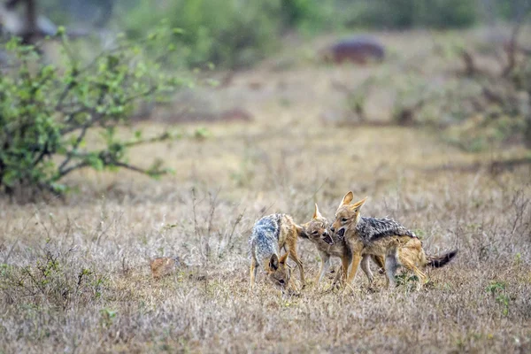 Chacal apoiado por negros no Parque Nacional Kruger, África do Sul — Fotografia de Stock