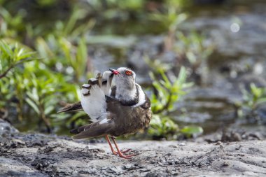 Three-banded Plover in Kruger National park, South Africa clipart
