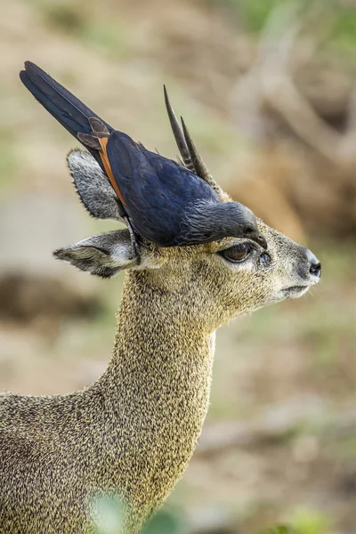 Kırmızı kanatlı Starling ve Killspringer Kruger Milli Parkı'nda, yani — Stok fotoğraf