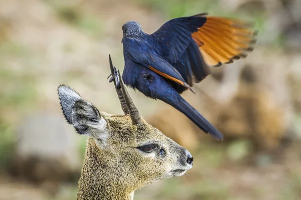 Kırmızı kanatlı Starling ve Killspringer Kruger Milli Parkı'nda, yani — Stok fotoğraf