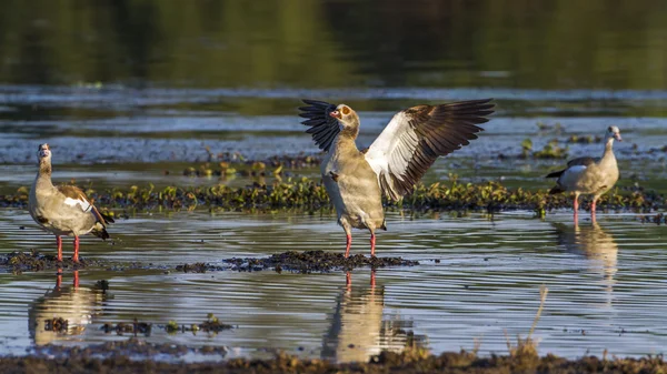 Egyptian Goose in Kruger National Park, South Africa — стоковое фото