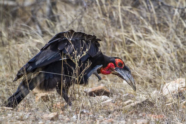 Southern Ground-Hornbill in Kruger National Park, South Africa — стоковое фото