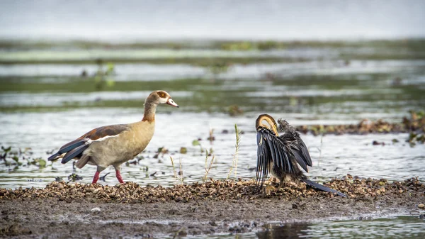 Kruger National park, Güney Afrika Pasifik'ten oğlan ve Mısır kaz — Stok fotoğraf