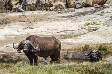 Afrika manda Kruger National park, Güney Afrika