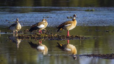 Mısır kaz Kruger National park, Güney Afrika