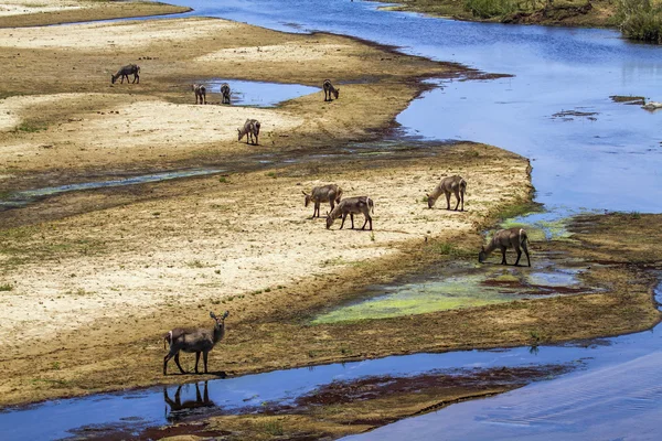 Waterbuck 남아프리카 공화국 크루 거 국립 공원 — 스톡 사진