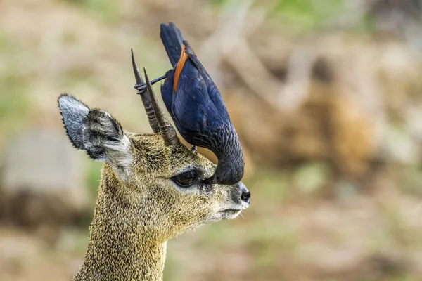 Kırmızı kanatlı Starling ve Killspringer Kruger Milli Parkı'nda, yani — Stok fotoğraf