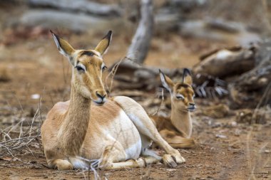 Impala Kruger National park, Güney Afrika