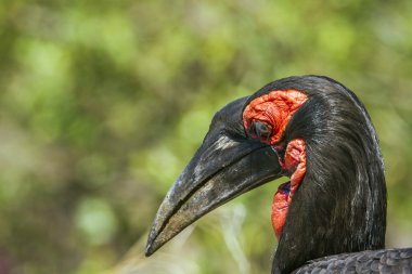Güney zemin-Kartallar Kruger National park, Güney Afrika