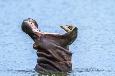 Su aygırı Kruger National park, Güney Afrika