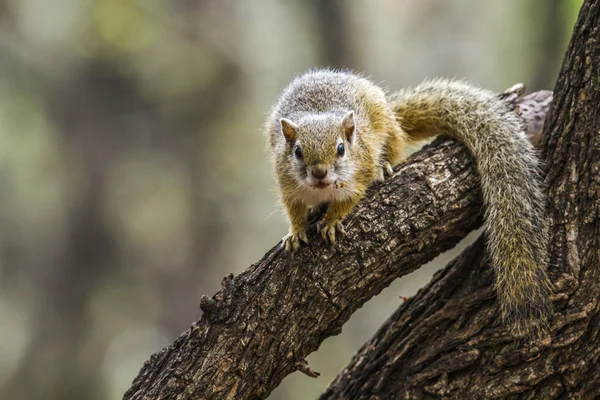 Esquilo de arbusto Smith no Parque Nacional Kruger, África do Sul — Fotografia de Stock