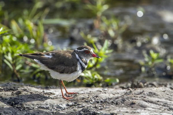 Pluvier à trois bandes dans le parc national Kruger, Afrique du Sud — Photo