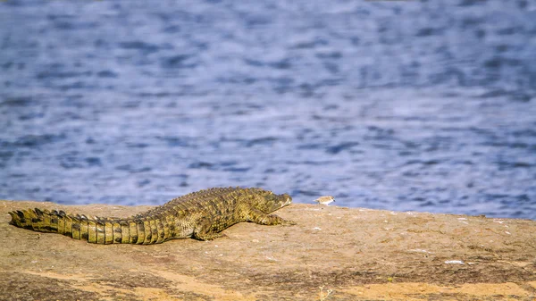 Krokodyl nilowy w Kruger National park, Afryka Południowa — Zdjęcie stockowe