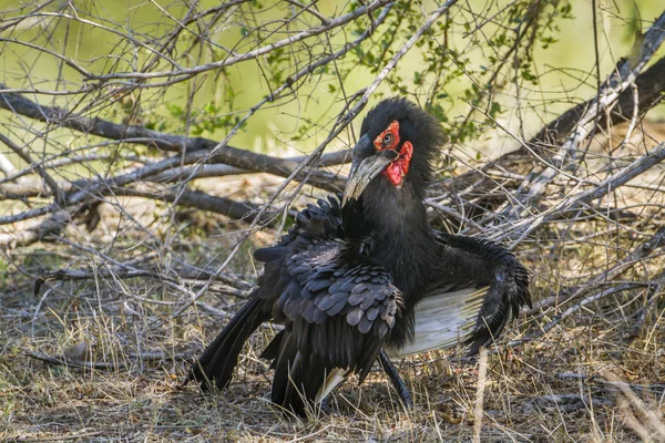 Southern Ground-Hornbill in Kruger National Park, South Africa — стоковое фото