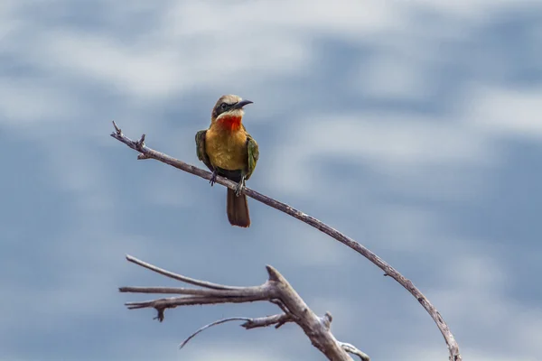 Weißstirnbienenfresser im Kruger Nationalpark, Südafrika — Stockfoto