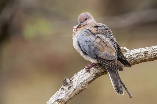 Lachen duif in Kruger National park, Zuid-Afrika — Stockfoto