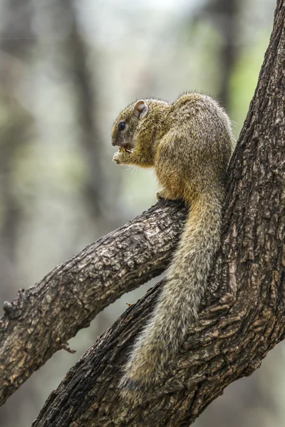 Esquilo de arbusto Smith no Parque Nacional Kruger, África do Sul — Fotografia de Stock