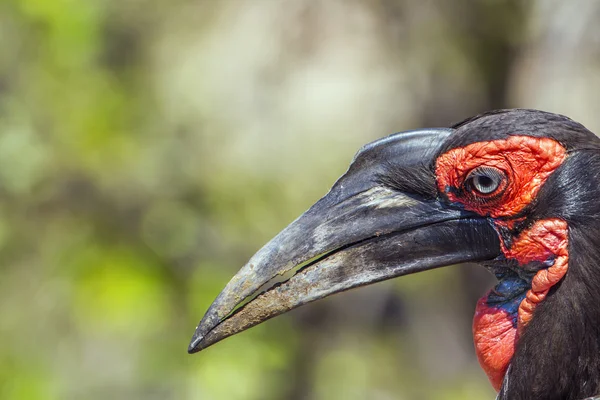 Southern Ground-Hornbill in Kruger National park, South Africa — Stock Photo, Image