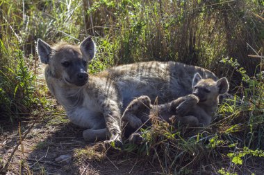 Benekli hyaena Kruger National park, Güney Afrika
