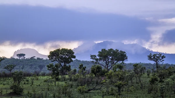 Petroriuskop manzara Kruger National park, Güney Afrika — Stok fotoğraf