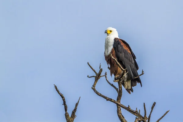 Águila pescadora africana en el Parque Nacional Kruger, Sudáfrica — Foto de Stock