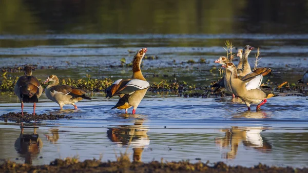 Nílusi lúd Kruger Nemzeti park, Dél-afrikai Köztársaság — Stock Fotó