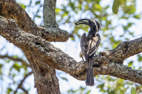 Hornbill cinzento africano no parque nacional de Kruger, África do Sul — Fotografia de Stock