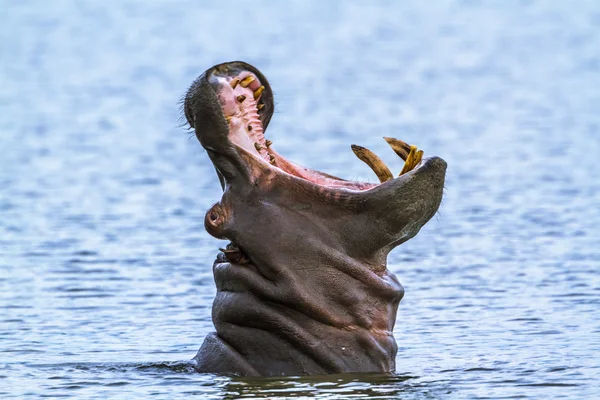 Flodhäst i Kruger National park, Sydafrika — Stockfoto